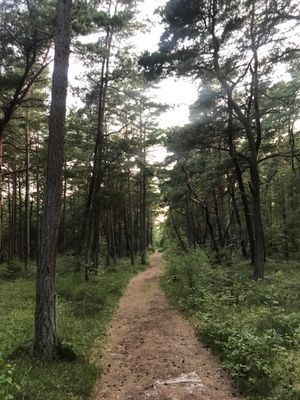 Rymligt stuga 150 m från barnvänlig sandstrand - Bild 15