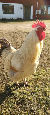 Semesterboende på Linderödsåsen, Hörby Kommun - Bild 21