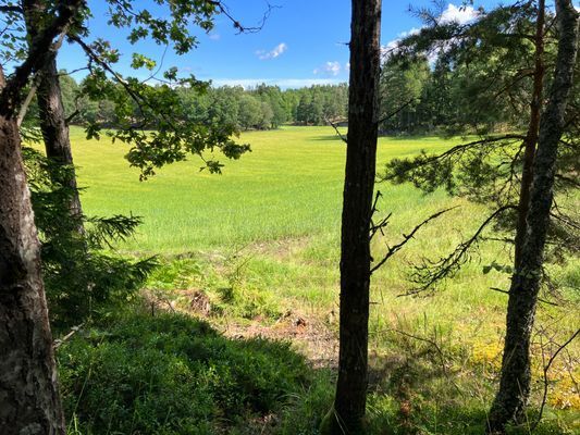 Ängar i närheten med hästar