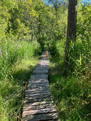 Stuga nära havet - Bild 11