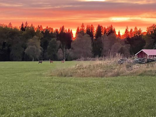 Solnedgång över fälten där rådjuren betar