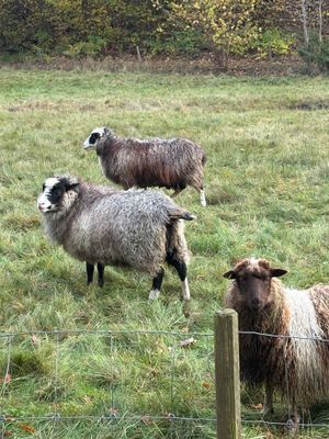 Uthyres stuga Hamburgö på Sveriges västkust - Bild 35