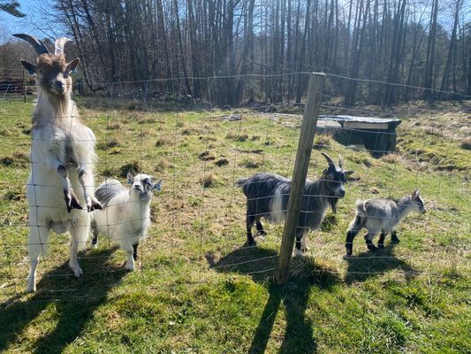 Stuga "Vena Berg" - Bild 30