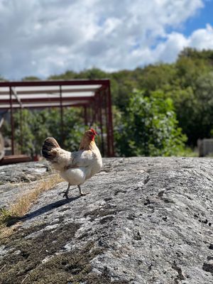 Lägenhet i Kyrkesund med bubbelpool - Bild 8