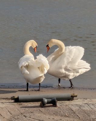 Hus med egen brygga, bastu och sandstrand. - Bild 15