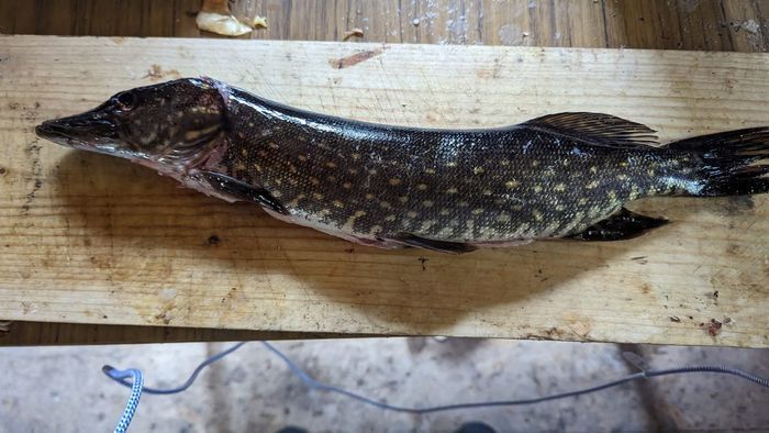 Avskilt torp i skogen – off grid, fiske & stillhet - Bild 15