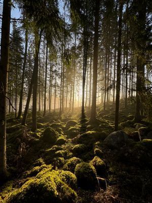 Charmig Lillstuga mitt i Småland - Bild 9