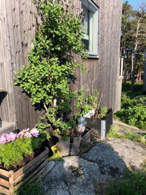 Arkitektritat skärgårdshus med båtplats - Bild 11