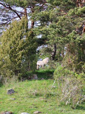 Charmig lägenhet i äldre stil på hästgård