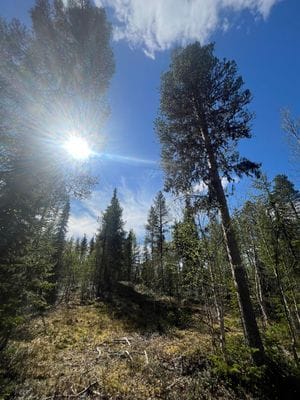Njut av svenska Lappland med privat bastu - Bild 7