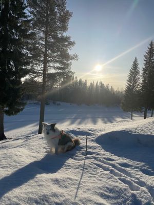 Mysig stuga i Sörsjön - Bild 17