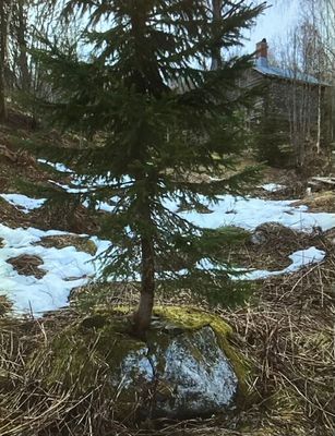 Naturens kraft