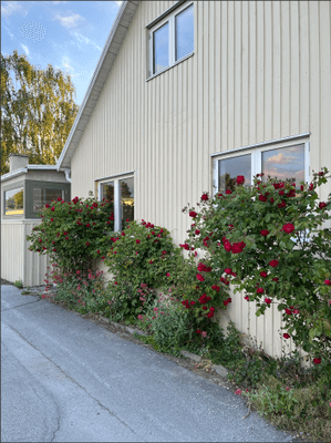 Hyr denna stuga i Gotland på 125 m². 6-7 sängplatser. Från 14 000 kr per vecka. Se bilder och tillgänglighet här.