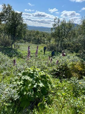 Mysigt Parhus i Bruksvallarna vid skidspår - Bild 31