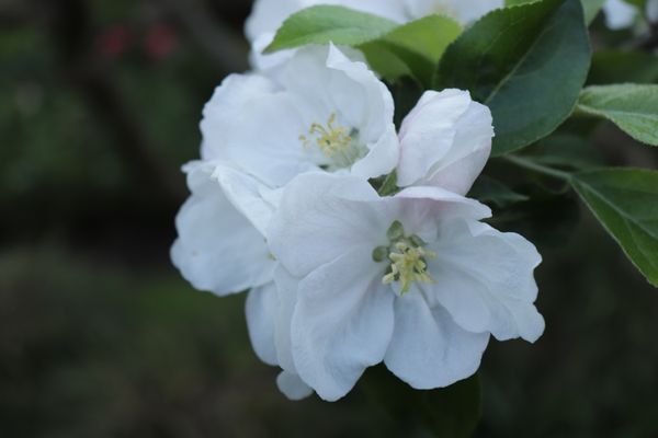 Theas hus på Österlen - Bild 17