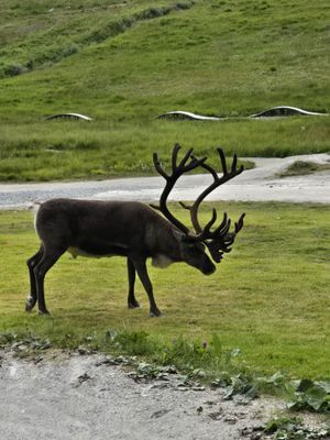 Charmig stuga i härliga Tänndalen - Bild 16