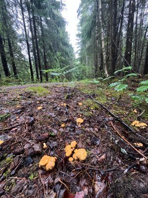 Smålandstorp sjönära med båt - Bild 25