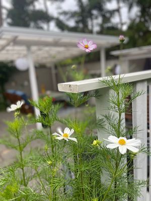 Drömboende i Åhus – nära hav, pool och sommarens b - Bild 6