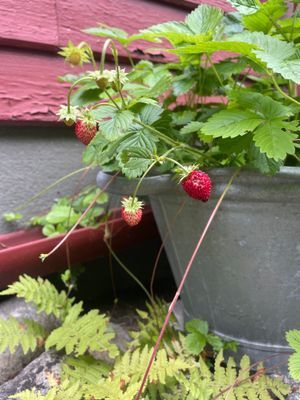 Bild 3 på Drömboende i Åhus – nära hav, pool och sommarens b