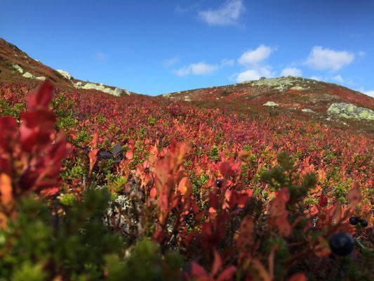 Mysig fjällstuga - Bild 6