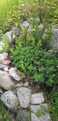 Charmig stuga på Runmarö, Maj - Sept - Bild 9