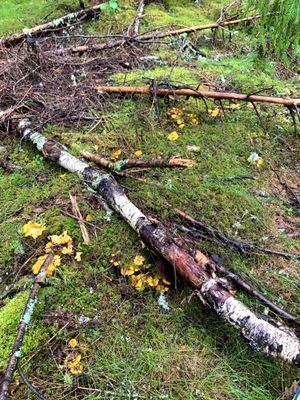 Nybyggt sjönära hus i Småland med bastu - Bild 42