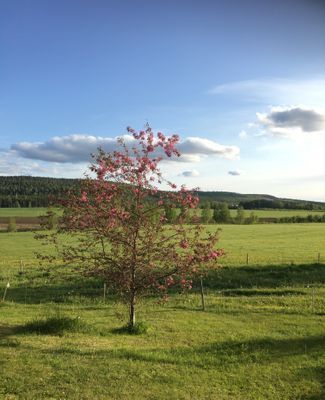 Mitt i vackra Hälsingland - Bild 9