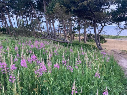 Strandnära stuga i Strandbaden, Kullaberg - Bild 31