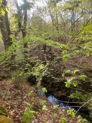 Enkel sommarstuga i åkulla bokskog - Bild 7