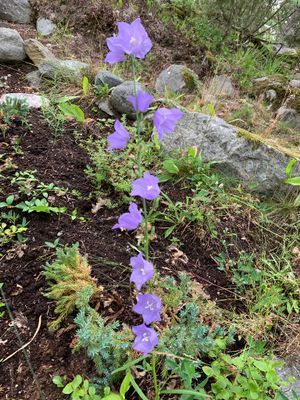 Vilda blommorna i juni