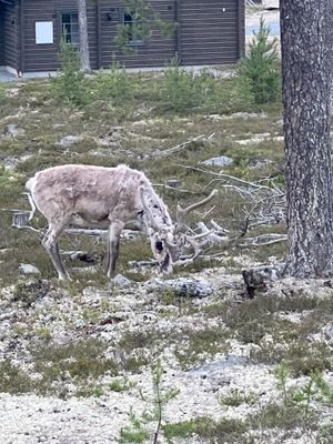 Pärla i Idre Himmelfjäll - Bild 51