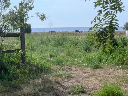 Strandnära stuga med havsutsikt - Bild 24