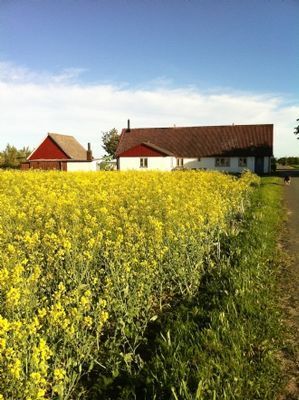 Skånelänga mitt på Österlen - Bild 7