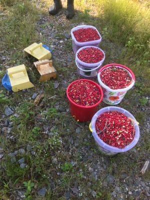 Stuga i Norra Dalsland - Bild 11