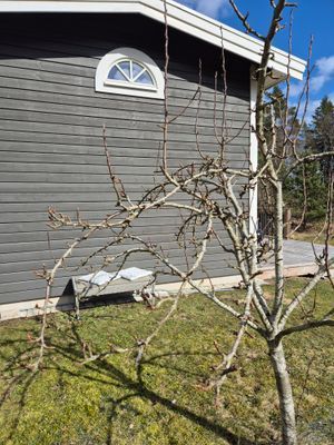 Solbänk vid päronträdet