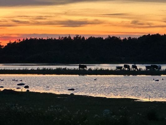 Bild 4 på Mysig stuga på västra Gotland – nära hav och golf