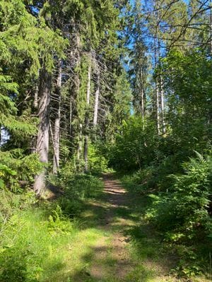 Stuga med ostört läge 250 m från havet - Bild 19