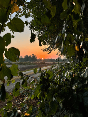 Kalkstenshus nära Herta strand - Bild 25