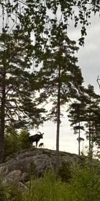 Älgar finns i området