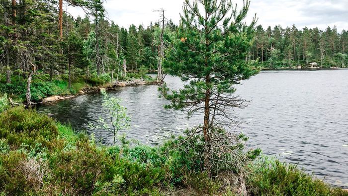 Lantlig pärla med bastu, spabad och naturnära läge - Bild 10
