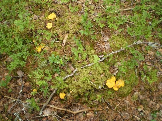 Hyr denna stuga i Emmaboda på 10 m². 2 sängplatser. Från 1 300 kr per vecka. Se bilder och tillgänglighet här.