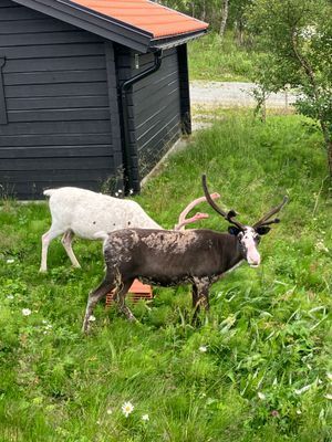 Stuga i Tänndalen - magisk utsikt - Bild 25