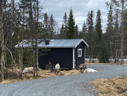 Fjällstuga i Grövelsjön - Bild 16