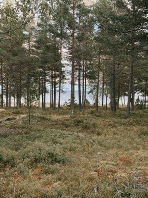 Röd stuga nära hav och skog - Bild 24