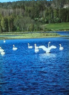 Svandansen