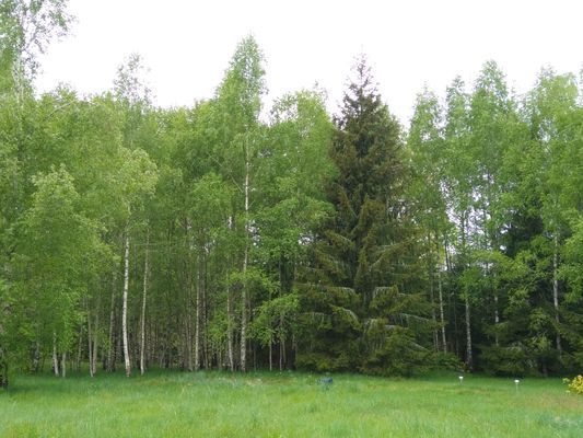 Timrad stuga nära sjö och bad - Bild 22