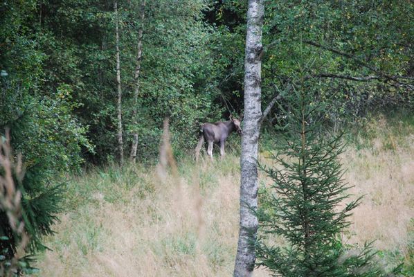 Idylliskt fritidshus med fantastisk utsikt - Bild 21