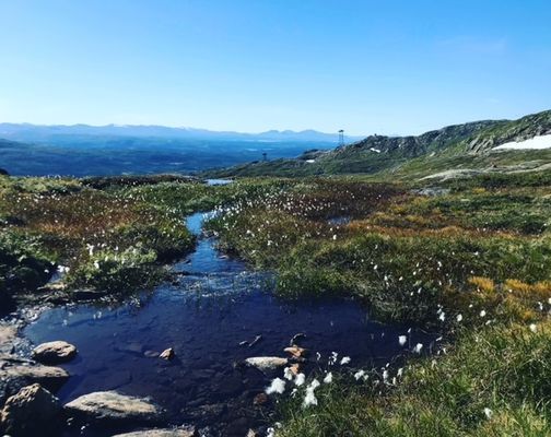 Inspo - Sommar