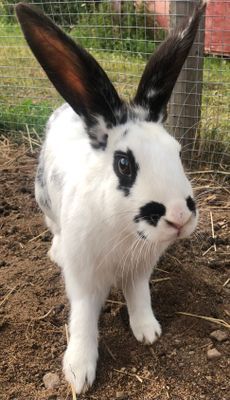 Bo på en gård med Djur - Bild 10