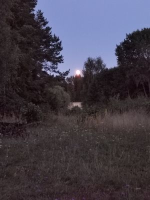 Mysig stuga på Rådmansö - Bild 22